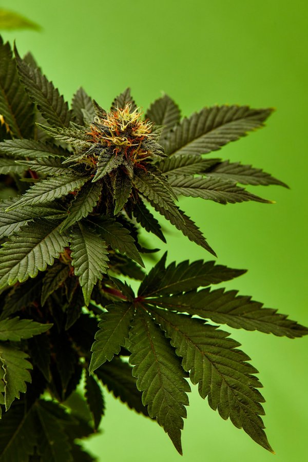 Fleurs de chanvre : tout ce qu'il faut savoir sur leurs avantages et leur utilisation